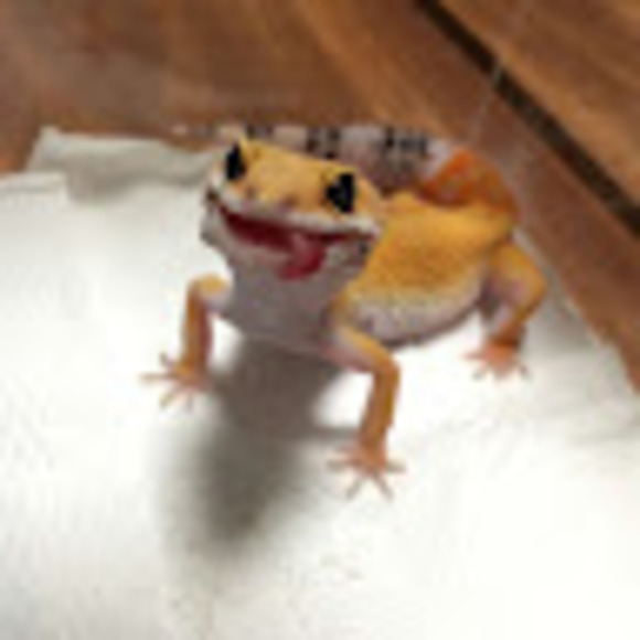 Meet your Posher, Sam - Picture 1 of 1